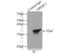 ERGIC1 Antibody in Immunoprecipitation (IP)