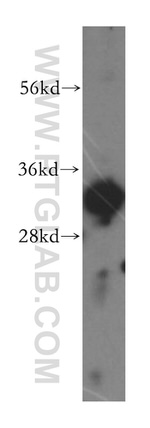 ERGIC1 Antibody in Western Blot (WB)