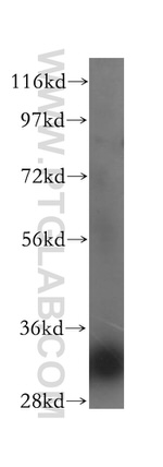ERGIC1 Antibody in Western Blot (WB)