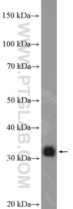 ERGIC1 Antibody in Western Blot (WB)