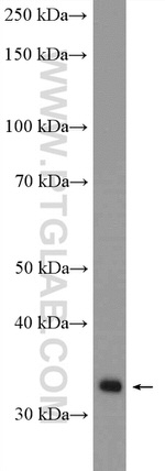 ERGIC1 Antibody in Western Blot (WB)