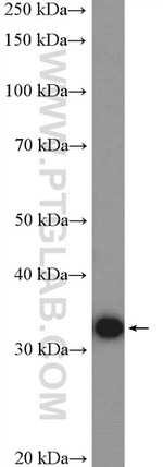 ERGIC1 Antibody in Western Blot (WB)