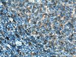 HLA-DPA1 Antibody in Immunohistochemistry (Paraffin) (IHC (P))