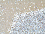 COPG2 Antibody in Immunohistochemistry (Paraffin) (IHC (P))