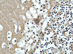 COPG2 Antibody in Immunohistochemistry (Paraffin) (IHC (P))