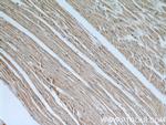 COPG2 Antibody in Immunohistochemistry (Paraffin) (IHC (P))
