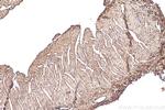 COPG2 Antibody in Immunohistochemistry (Paraffin) (IHC (P))