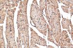 COPG2 Antibody in Immunohistochemistry (Paraffin) (IHC (P))