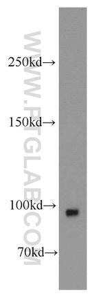 COPG2 Antibody in Western Blot (WB)