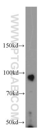 COPG2 Antibody in Western Blot (WB)