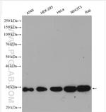 PGAM1 Antibody in Western Blot (WB)