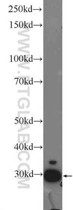 PGAM1 Antibody in Western Blot (WB)