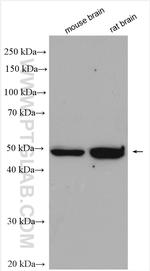 CLMP Antibody in Western Blot (WB)