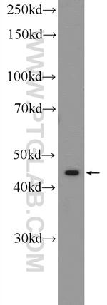 CLMP Antibody in Western Blot (WB)