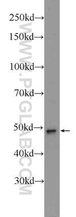 CLMP Antibody in Western Blot (WB)