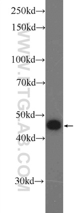 CLMP Antibody in Western Blot (WB)
