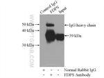 FDPS Antibody in Immunoprecipitation (IP)