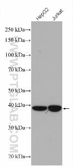 FDPS Antibody in Western Blot (WB)