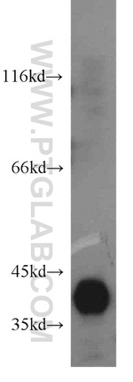 FDPS Antibody in Western Blot (WB)