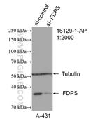 FDPS Antibody in Western Blot (WB)
