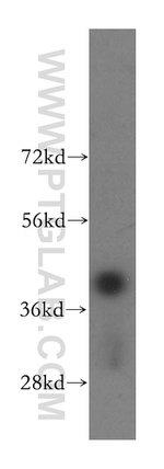 FDPS Antibody in Western Blot (WB)