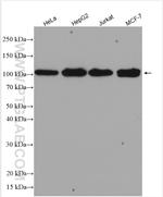 INTS4 Antibody in Western Blot (WB)