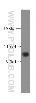 INTS4 Antibody in Western Blot (WB)