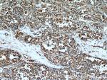Citrate synthase Antibody in Immunohistochemistry (Paraffin) (IHC (P))
