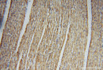 Citrate synthase Antibody in Immunohistochemistry (Paraffin) (IHC (P))