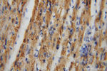 Citrate synthase Antibody in Immunohistochemistry (Paraffin) (IHC (P))