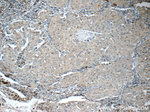 ITPA Antibody in Immunohistochemistry (Paraffin) (IHC (P))