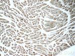 ITPA Antibody in Immunohistochemistry (Paraffin) (IHC (P))