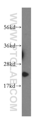 ITPA Antibody in Western Blot (WB)