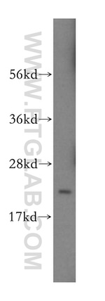 ITPA Antibody in Western Blot (WB)