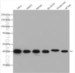 UBXN1 Antibody in Western Blot (WB)