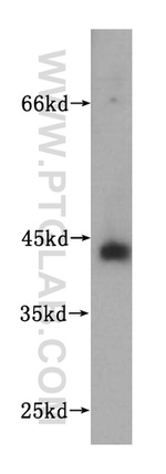 UBXN1 Antibody in Western Blot (WB)