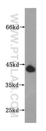 UBXN1 Antibody in Western Blot (WB)