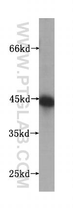 UBXN1 Antibody in Western Blot (WB)