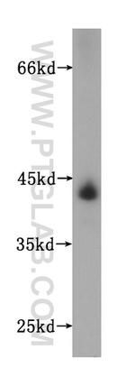 UBXN1 Antibody in Western Blot (WB)