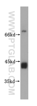 UBXN1 Antibody in Western Blot (WB)