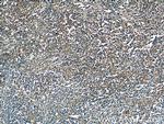CAB39L Antibody in Immunohistochemistry (Paraffin) (IHC (P))