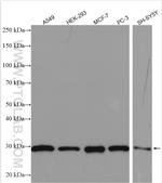 MRPS18B Antibody in Western Blot (WB)