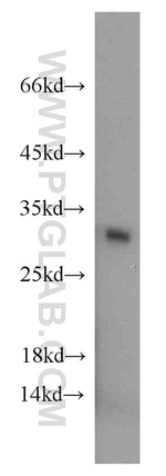 MRPS18B Antibody in Western Blot (WB)