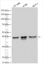 PCBP3 Antibody in Western Blot (WB)