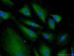 MRPL53 Antibody in Immunocytochemistry (ICC/IF)