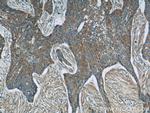 MRPL53 Antibody in Immunohistochemistry (Paraffin) (IHC (P))