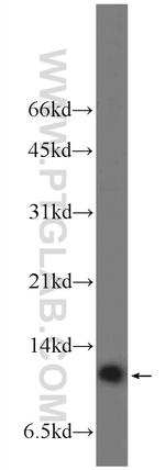 MRPL53 Antibody in Western Blot (WB)
