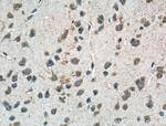 PSENEN Antibody in Immunohistochemistry (Paraffin) (IHC (P))