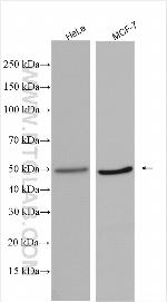 POLR1E Antibody in Western Blot (WB)