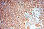 LYPLAL1 Antibody in Immunohistochemistry (Paraffin) (IHC (P))